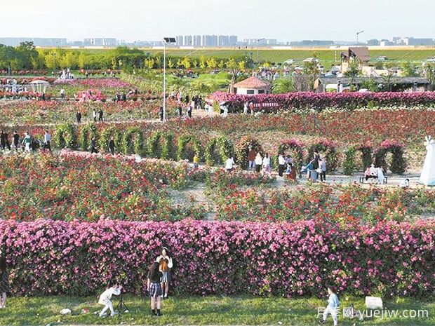 襄陽月季應用和景觀圖集(圖2)