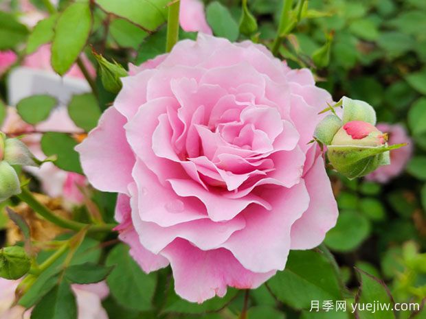如何養(yǎng)好月季花？月季栽培管理技術(shù)要點(diǎn)(圖1)