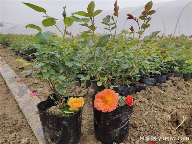 春天養(yǎng)月季，做好3點讓芽點飽滿開爆盆(圖1)