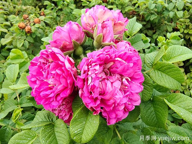 紫枝玫瑰，一年多次開(kāi)花的綠化玫瑰(圖1)