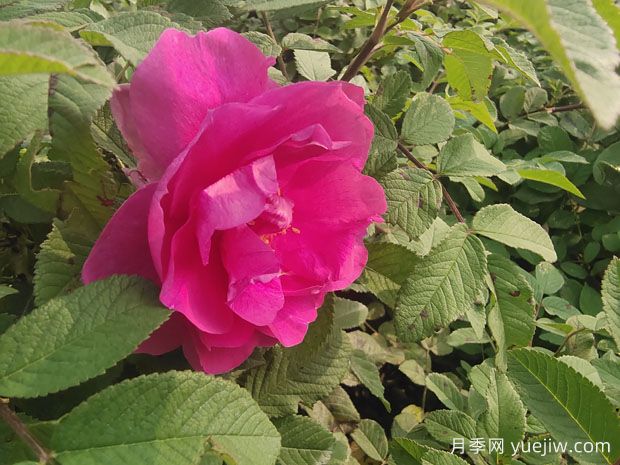 紫枝玫瑰，一年多次開(kāi)花的綠化玫瑰(圖2)