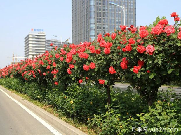 樹狀月季在園林綠化方面中如何運用？(圖2)
