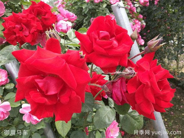 藤本月季要用大盆養(yǎng)，生長快爆花多(圖1)