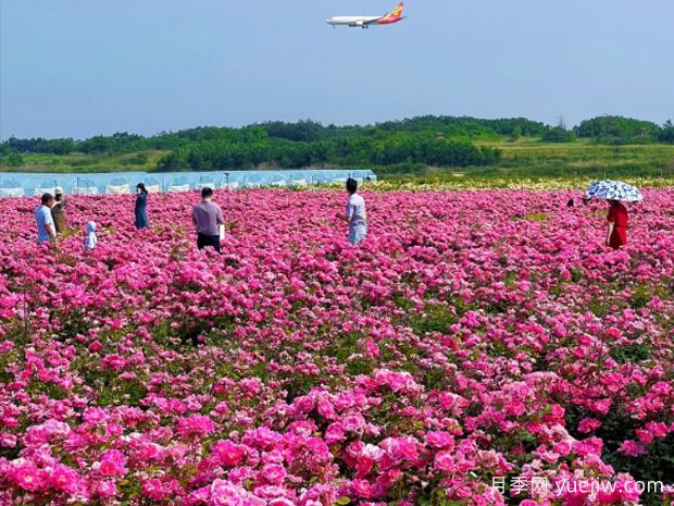 西安月季應用和景觀圖集(圖1)