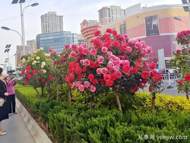 3萬余株樹狀月季花開滿城，臨夏市的浪漫你喜歡嗎？(圖2)