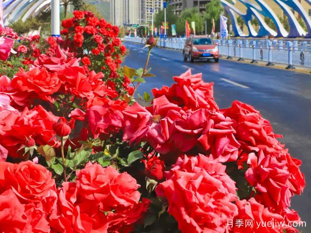 3萬余株樹狀月季花開滿城，臨夏市的浪漫你喜歡嗎？(圖1)
