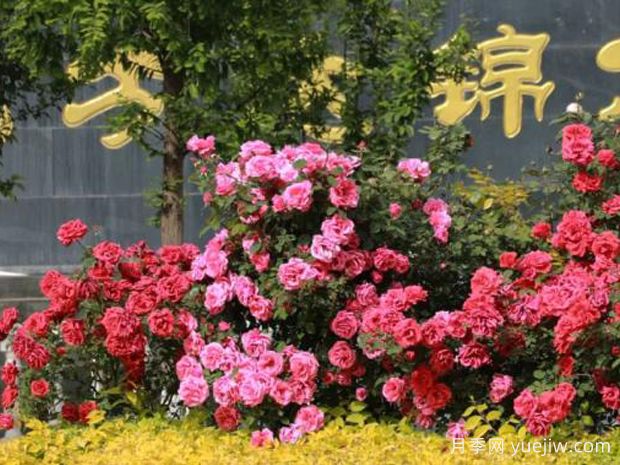 3萬余株樹狀月季花開滿城，臨夏市的浪漫你喜歡嗎？(圖3)