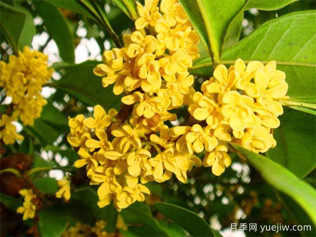 桂花養(yǎng)殖方法與技巧，桂花一年四季都開花嗎？(圖1)