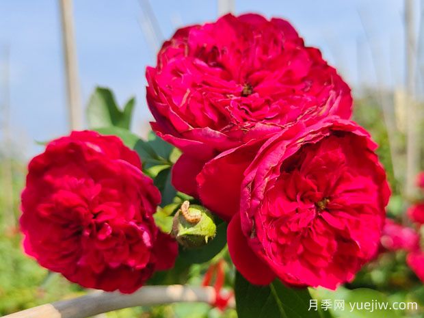 蒂娜月季一年開幾次花？蒂娜開花周期及病蟲害防治技巧(圖1)