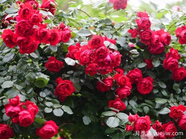 蒂娜月季一年開幾次花？蒂娜開花周期及病蟲害防治技巧(圖3)