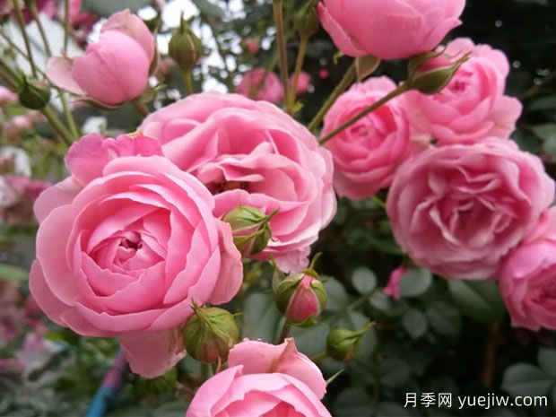 月季花能放在室內(nèi)養(yǎng)嗎？怎么提高月季抗病蟲能力？(圖1)