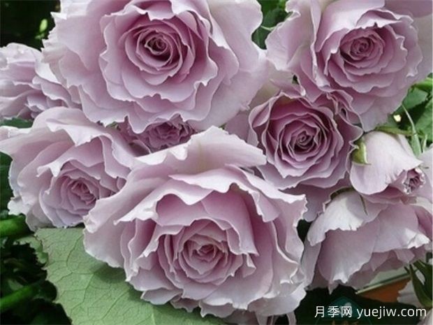 蜻蜓月季，顏值堪稱天花板，紫色仙氣飄飄(圖1)