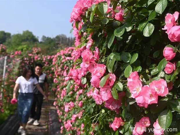 6萬株月季燦爛綻放，月季花舞內江資中(圖1)