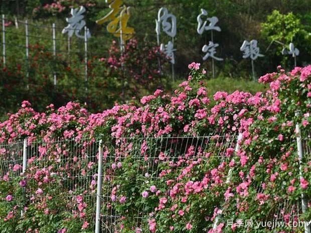 6萬株月季燦爛綻放，月季花舞內江資中(圖2)