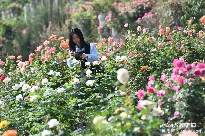 6萬株月季燦爛綻放，月季花舞內江資中(圖3)
