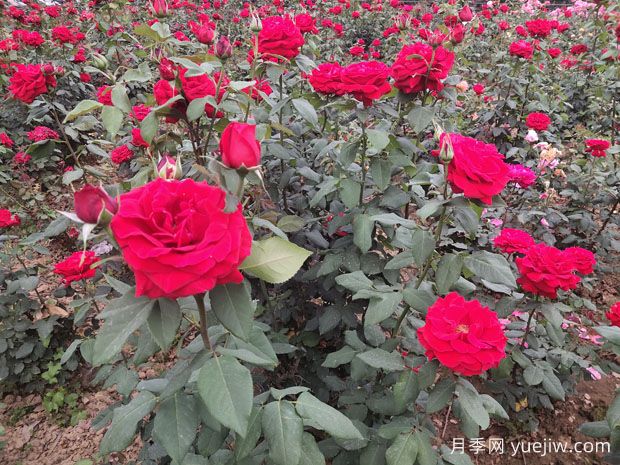 德陽(yáng)市花月季擴(kuò)大種植，打造城市綠化風(fēng)景線(圖1)
