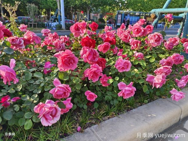 月季花為什么越開越小甚至不開花？(圖1)