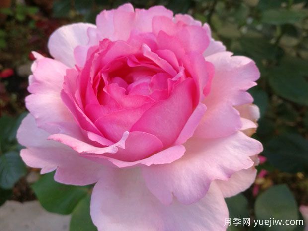 伊芙系列月季，花大濃香多季開花的月季(圖1)