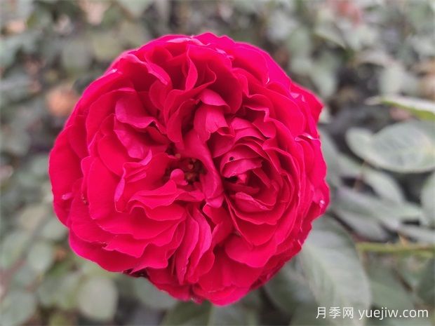 精選35種絕美月季，一個(gè)比一個(gè)漂亮(圖5)