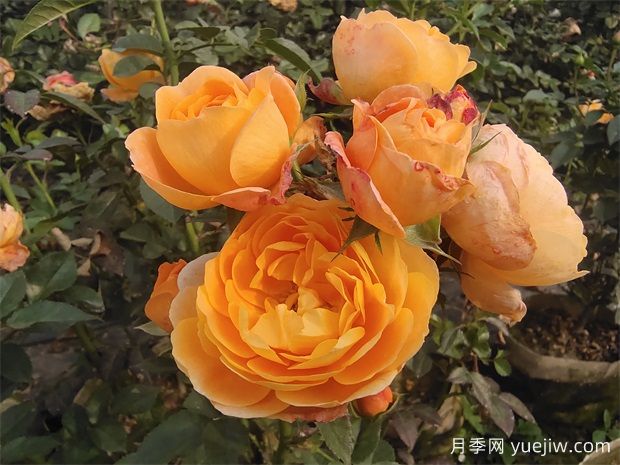 推薦3種微型月季花開不停，園林和陽臺都適用(圖1)