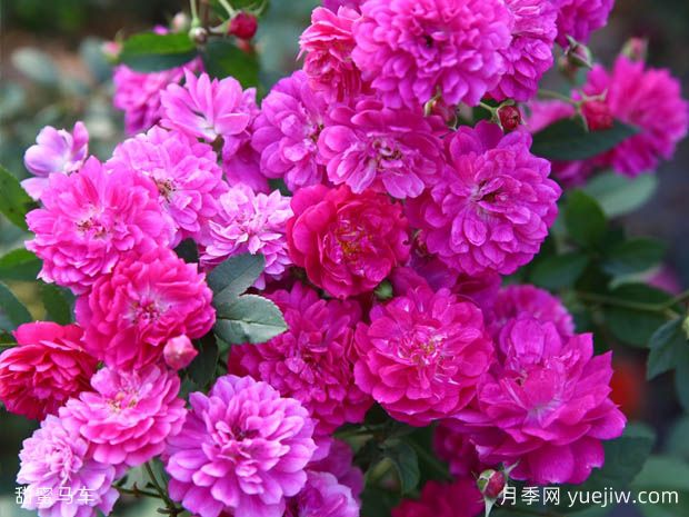 推薦3種微型月季花開不停，園林和陽臺都適用(圖2)