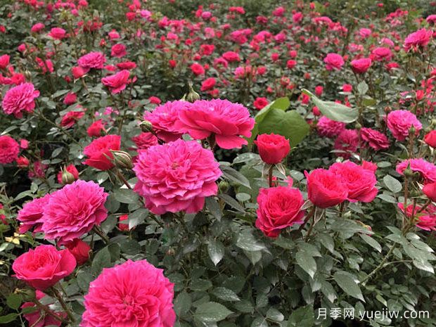 蚌埠好玩的景點(diǎn)盤點(diǎn)，還有月季園(圖1)