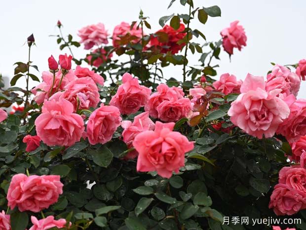 北方冬季百木凋零，這8種植物卻是燦爛仍在，月季少不了(圖1)