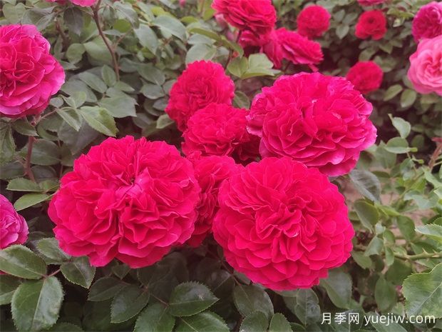月季、玫瑰、薔薇有何區(qū)別？(圖1)