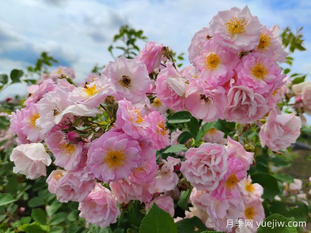 月季、玫瑰、薔薇有何區(qū)別？(圖2)