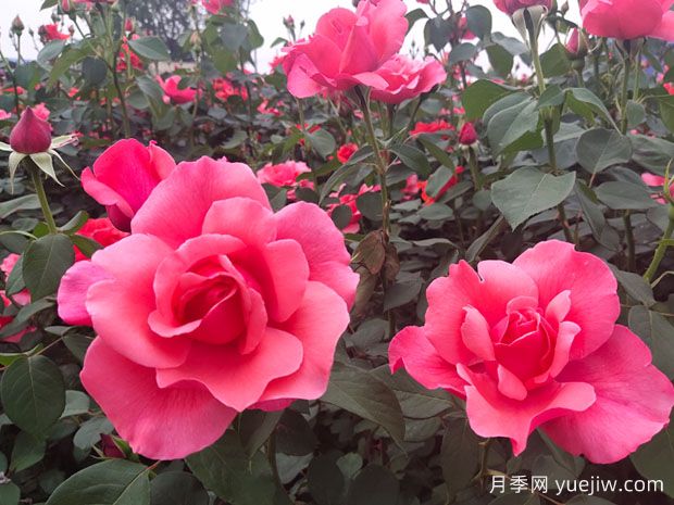 月季、玫瑰、薔薇有何區(qū)別？(圖4)