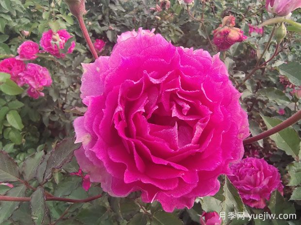 天方夜譚月季，讓陽臺芬芳四溢(圖1)