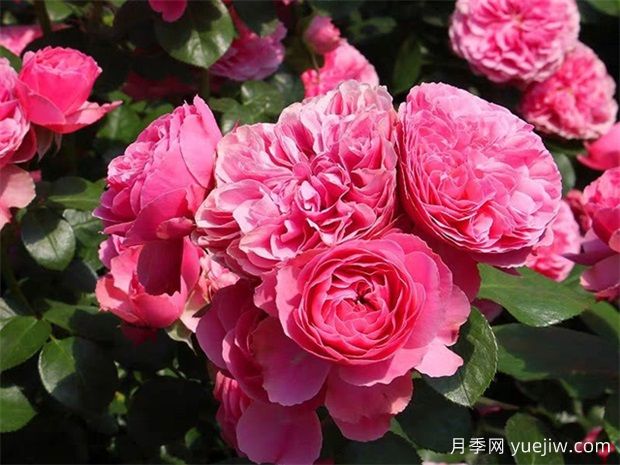 粉色達芬奇月季好養(yǎng)護嗎？(圖1)