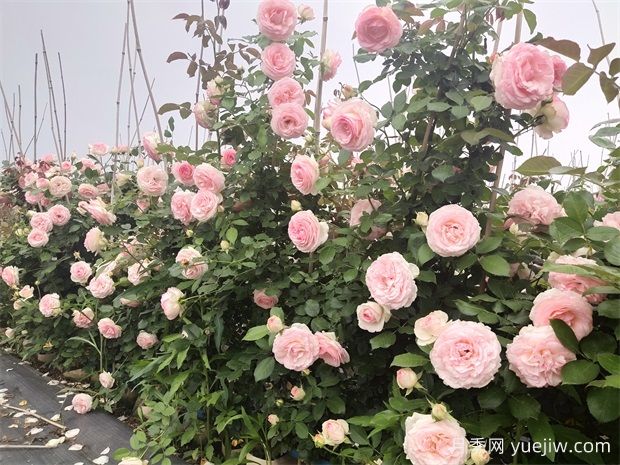月季之美，月季花的絢爛篇章(圖1)