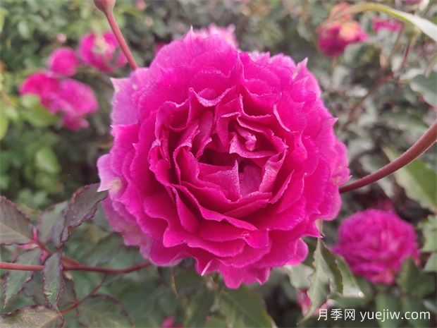 天方夜譚月季，四季開花，濃香耐熱又耐寒(圖1)