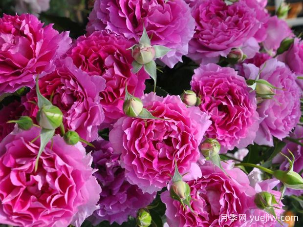 天方夜譚月季，四季開花，濃香耐熱又耐寒(圖2)