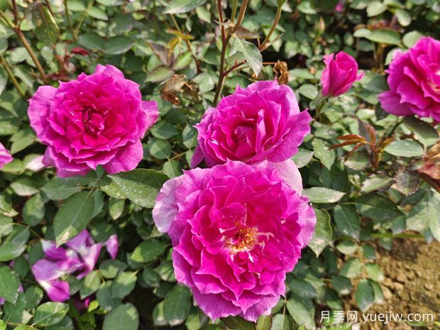 天方夜譚月季，四季開花，濃香耐熱又耐寒(圖3)