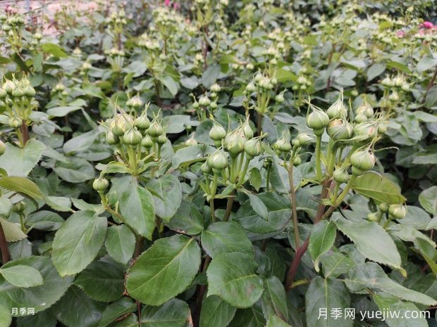 月季花苞顯色后還要施磷鉀肥嗎？(圖1)