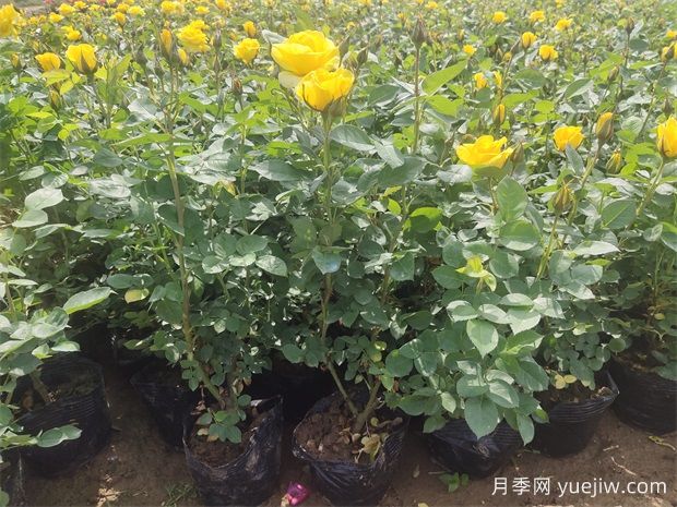 月季花苞顯色后還要施磷鉀肥嗎？(圖2)