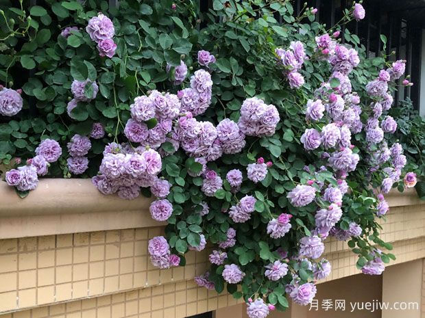 適合陽臺的藍色陰雨小型藤本月季，陽臺變花墻(圖3)