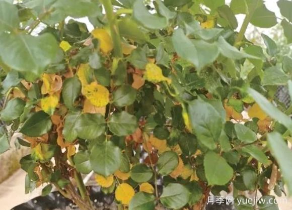 月季生病怎么辦？學(xué)會(huì)觀葉識(shí)病，自己也能輕松診斷！(圖2)