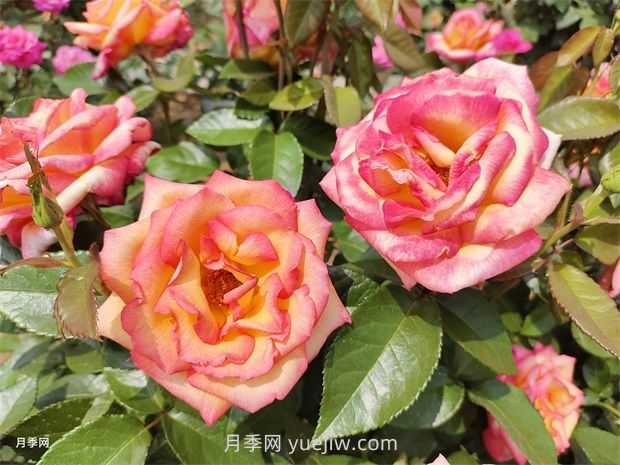 月季吃肉想不到，月季養(yǎng)護(hù)推薦食材及使用方法(圖1)
