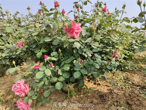 5月養(yǎng)月季如何做？虐一虐，花芽多開花早(圖1)