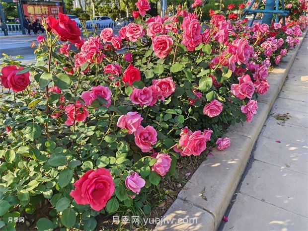 園林綠化中常見(jiàn)月季花類型及品種介紹(圖1)