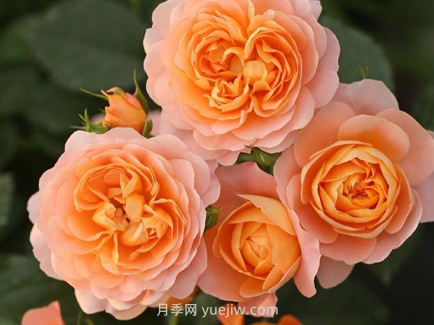 園林綠化中常見(jiàn)月季花類型及品種介紹(圖3)