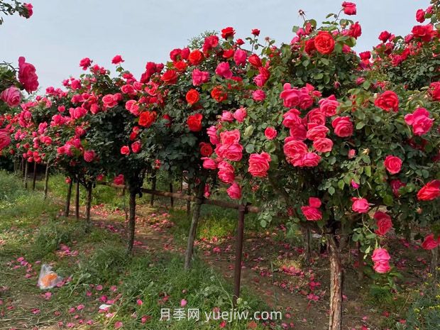 綠化養(yǎng)護需要具備的專業(yè)知識和技能(圖1)