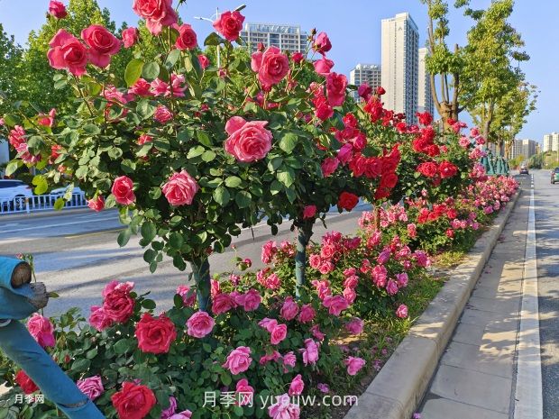 樹(shù)狀月季葉片發(fā)黃怎么辦？原因和應(yīng)對(duì)措施(圖1)