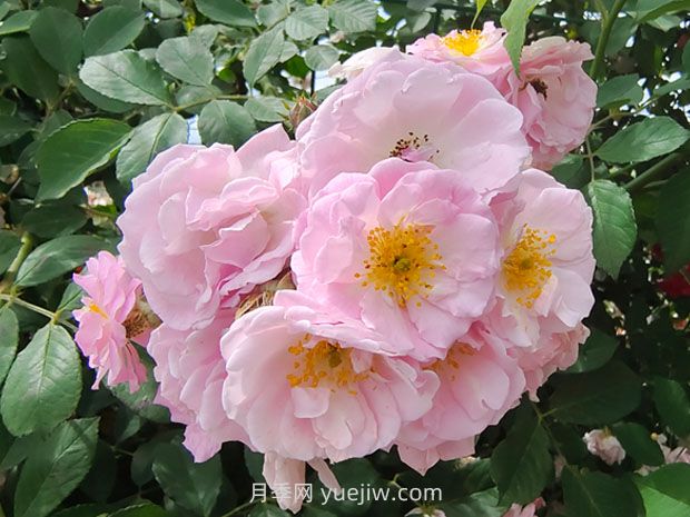 薔薇花怎樣種植？(圖2)