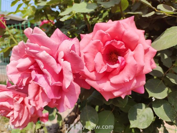 1.5萬株大花月季盛開，煙臺鮮花大道浪漫上線(圖1)