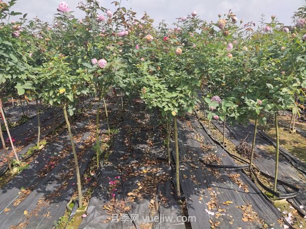 月季花花期是什么時(shí)候？(圖2)