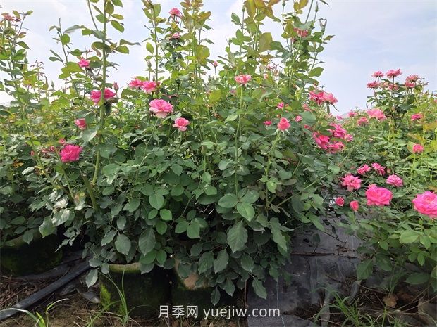 六月份月季花這樣養(yǎng)，下半年才能開的更旺(圖1)